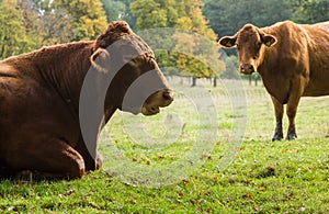 Large brown cow resting in meadow