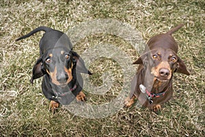 Large Brown Dachshund dog looking up at the camera in a field