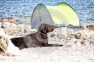 Large brown dog laying on the beach by the green tent