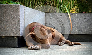 A large brown dog lying on a city street. A large brown dog lying on a city street. The dog is waiting for its owner