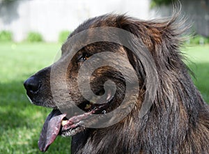 Large brown dog panting