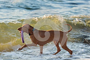 A large brown dog playing near the water with a ring in its teeth, a beach on the sea or the ocean