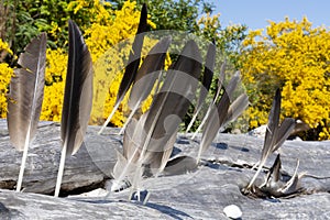 Large Brown Eagle Feather and Driftwood Log