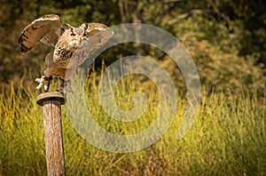 Large brown eared eagle owl starting to fly on background of the forest