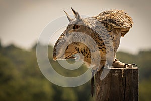 Large brown eared eagle owl starting to fly on background of the forest