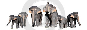 Large brown elephant White background Isolate