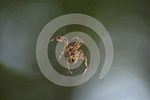 Large Brown Female Garden orb weaver Spider Family Araneidae, Genus: Eriophora
