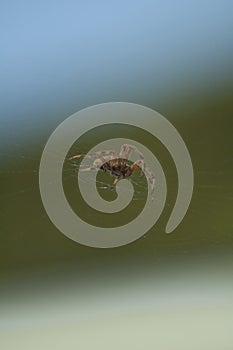 Large Brown Female Garden orb weaver Spider Family Araneidae, Genus: Eriophora