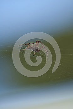 Large Brown Female Garden orb weaver Spider Family Araneidae, Genus: Eriophora