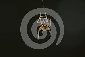 Large Brown Female Garden orb weaver Spider Family Araneidae, Genus: Eriophora