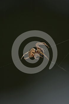 Large Brown Female Garden orb weaver Spider Family Araneidae, Genus: Eriophora