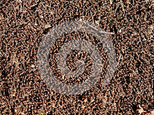 Large brown forest ants. A huge number of insects. Background