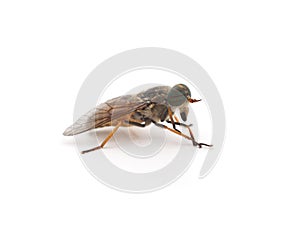 Large brown gadfly.
