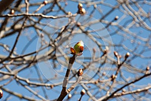 a large brown and green bud of a chestnut tree against the background of branches and sky