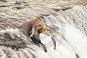 Large brown grizzly bear trying to catch a prey fish in a waterfall