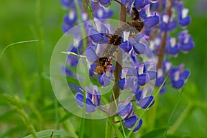 A large brown hairy caterpillar crawls over purple lupine flowers in summer