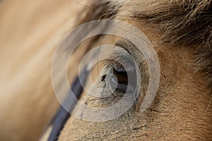Large brown horse eye close-up