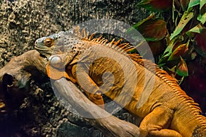 Large brown iguana on a tree with scales