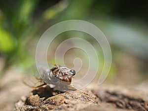 Large brown insect making loud noise, tropical Cicada Platypleura