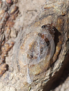 Large brown insect making loud noise, tropical Cicada Platypleura