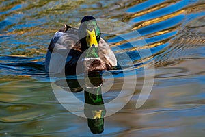 A large brown Mallard in Tucson, Arizona