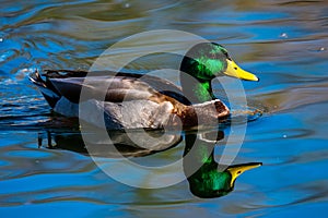 A large brown Mallard in Tucson, Arizona