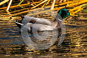 A large brown Mallard in Tucson, Arizona