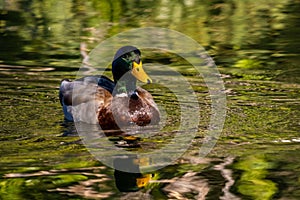 A large brown Mallard in Tucson, Arizona