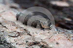 A large brown moth caterpillar