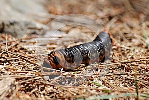 Large brown moth caterpillar on pine bark