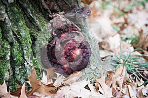 A large brown mushroom on a tree trunk. Parasite. Concept