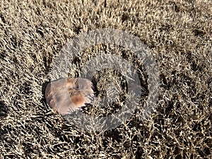 Large brown mushroom on winter lawn