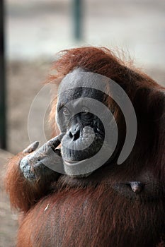 Large brown orangutan