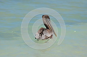 Large Brown Pelican Floating on Tropical Waters