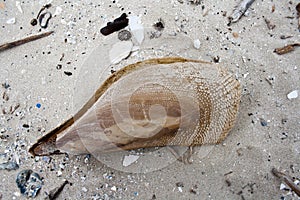 Large Brown Pen Shell Washed up on Gulf Beach