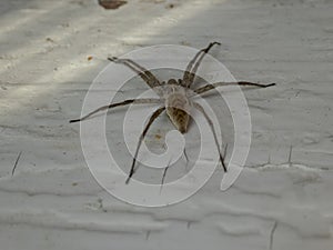 Large Brown Recluse Spider on White Wall