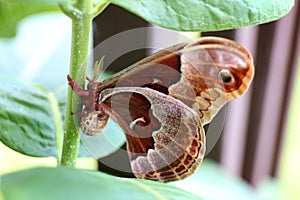 Large Brown and Red Promethea Silkmoth Moth on Milkweed Plant in
