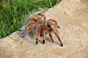 A large brown Rose Hair Tarantula crawling in the garden, Chile