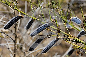 Large Brown Scotch Broom Seed Pods