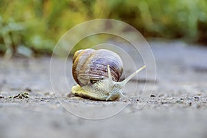 A large brown snail crawls along the sand