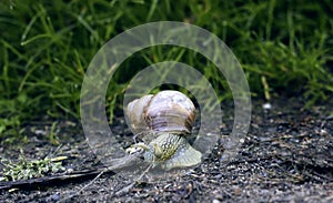 A large brown snail crawls along the sand