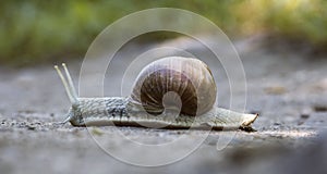A large brown snail crawls along the sand