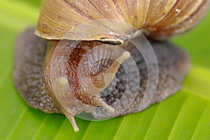 A large brown snail, Giant African snail, Achatina fulica, Lissachatina fulica, creeps on the green wet leaf. Horns are visible,