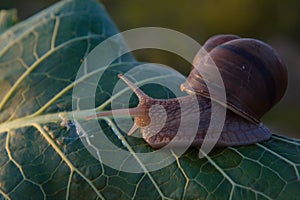 Large brown snail on a green leaf in the evening