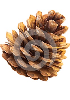 a large brown spruce pine cone on a white background is an isolated object