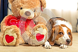 A large brown teddy bear is sitting next to a cute beagle hound dog