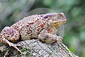 Large brown toad on stump