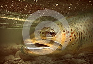 Large brown trout fish resting in shallow water