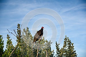 Large Brown Turkey Vulture in Cuba