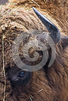 Large brown wisent with big horn and brown eyes in the winter forest. Wild European brown bison Bison Bonasus in winter